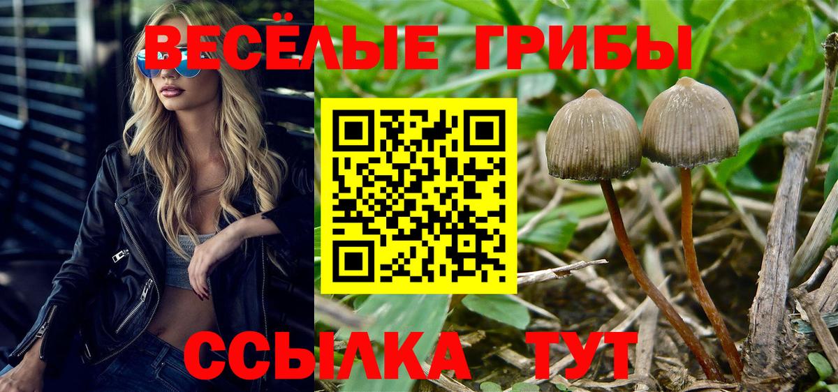 Галлюциногенные грибы Psilocybine cubensis  Вход с VPN  Тамбов 